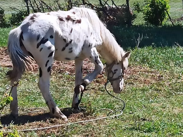 Horse (M), Appaloosa