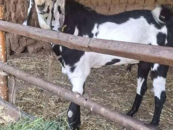 बकरी, Beetal goats