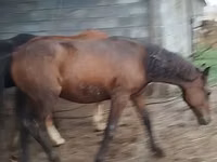 Hengst, Horse breed — Foto 8