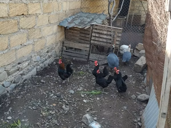 Chickens — Aserbajdsjan