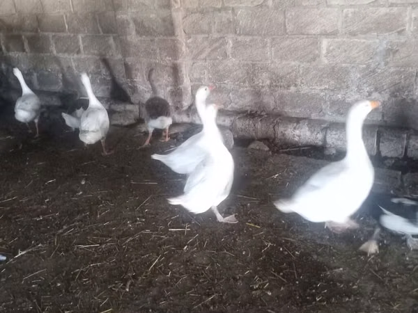 Geese — جمهوری آذربایجان