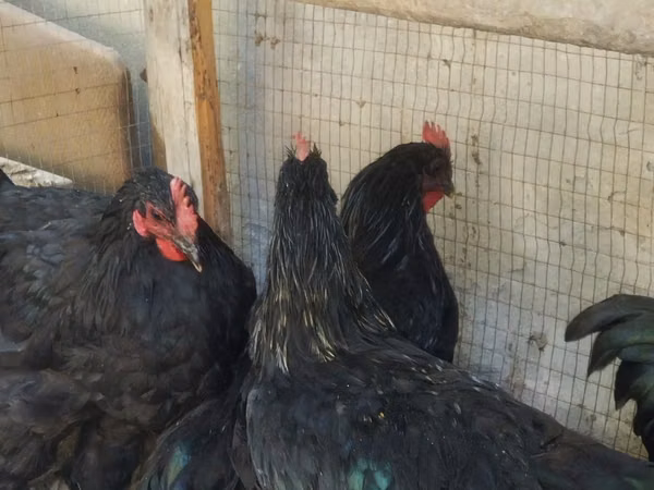 Chickens — Usbakistan