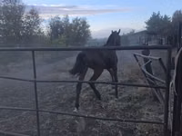 குதிரை, Thoroughbred horse — புகைப்படம் 4