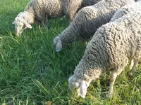 Хонь (бүлэг, хүйс заагаагүй), Tian-Shan semifinewool sheep — 2 зураг