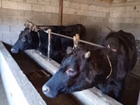 Cow, Russian Black pied cattle — photo 4