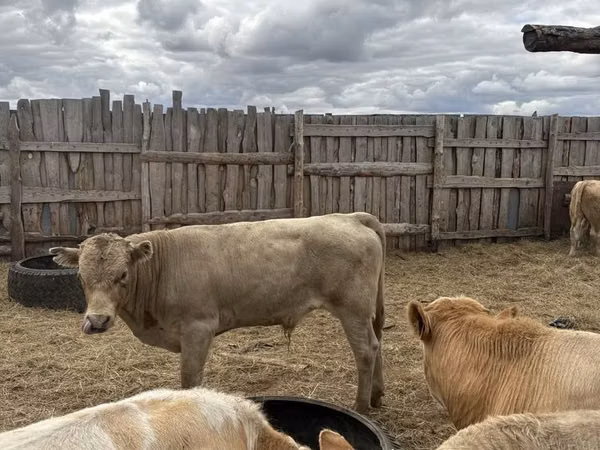 Bull, Auliekol breed