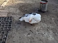 Ducks — عکس 3