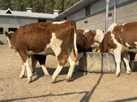İribuynuzlu mal-qara (partiya, cinsi göstərilməyib), Simmental cattle — foto 6