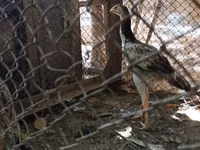 Chickens — photo 1