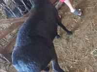 Kambing jantan, Sheep — foto 3