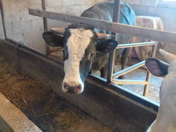 황소, Russian Black pied cattle