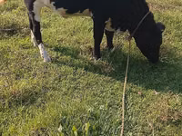 Ko, Holstein-race — foto 5