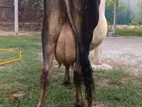 Vaca, Ganado vacuno — foto 5