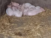 Sow, Pigs — photo 3