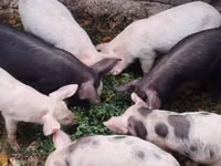 Babi hutan, Pigs — foto 4