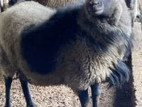 Ram, Sheep — photo 1