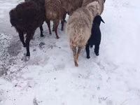Sheep, Hissar sheep — photo 3