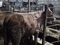 Toro, Ganado vacuno — foto 2
