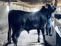 Bull, Swiss cattle — photo 1