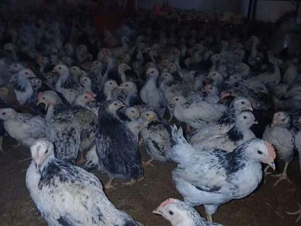 Chickens — Ázerbájdžán