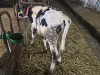 Bull, Russian Black pied cattle — photo 2