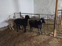 Kambing jantan, Sheep — foto 4