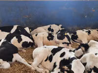 Boğa, Simmental cattle — foto 2