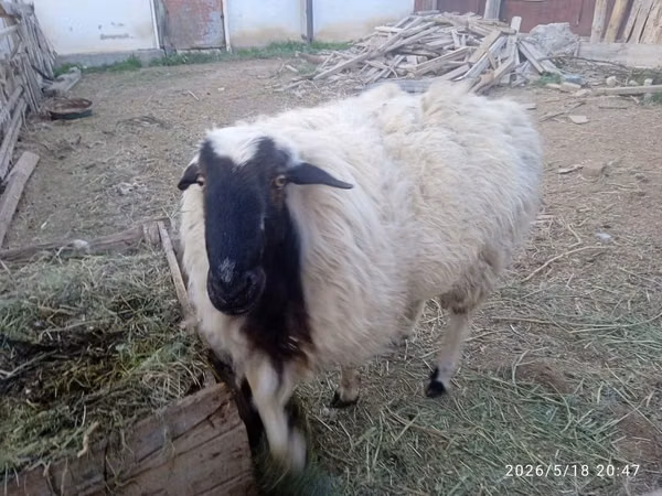 Ram, Blackheaded Persian sheep