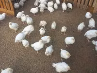 Chickens — foto 1