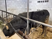 Tyre, Swiss cattle — foto 2