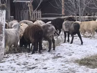 Sheep, Sheep — photo 4