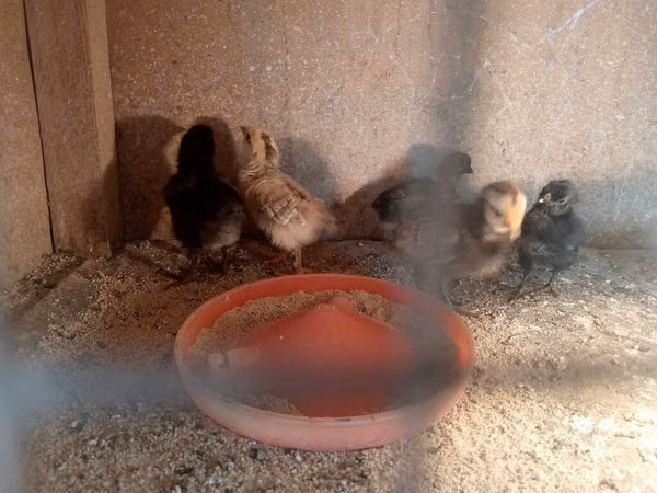 Chickens — آذربائیجان