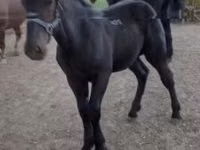 Hingst, Heste — foto 2