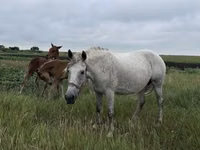 암말, Horse breed — 사진 4