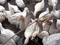 Geese — photo 2