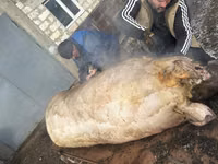 Vier, Porci — foto 3