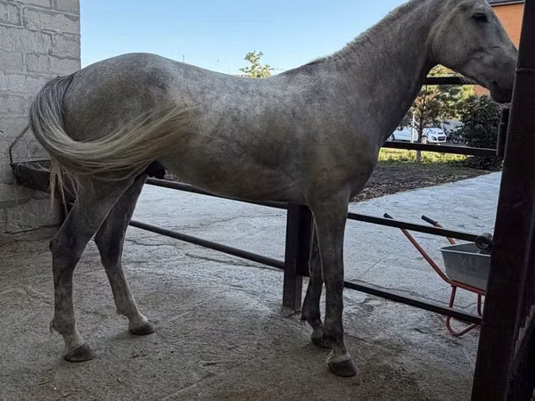 Hing, Orlov Trotter