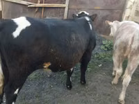Vache, Latvian Blue cattle — photo 5