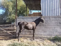 Айғыр, Friesian sport horse — 1-сурет
