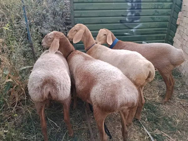 Sheep, Arashan sheep
