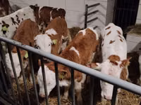 گاو و گوساله (گروه، جنسیت مشخص نشده), Simmental cattle — عکس 1