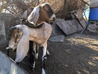 تيس, Nubian Goat — الصورة 2