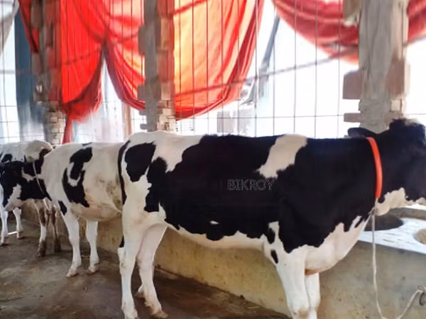 Vache, Race Holstein — Bangladesh
