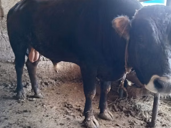 Bull, Aberdeen-Angus — Uzbekistan