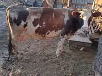 Гов, Simmental cattle — акс 1