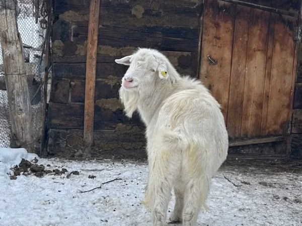Cabro, Saanen goat