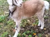 Kambing jantan, Goats — foto 2