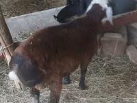 Kambing jantan, Sheep — foto 2
