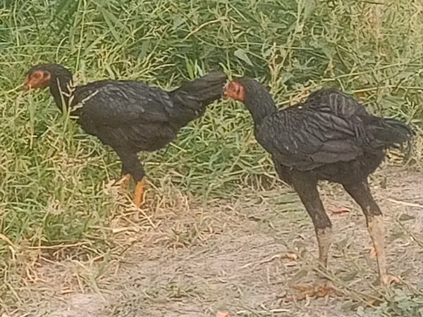 Chickens — Kyrgyzstan