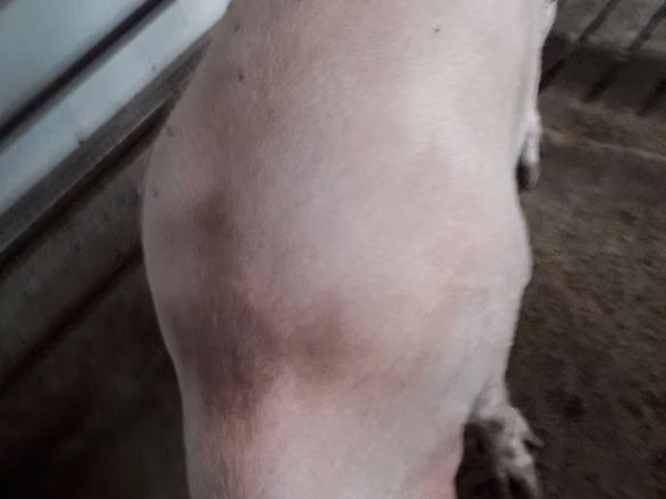 Sow, Pigs — Moldova